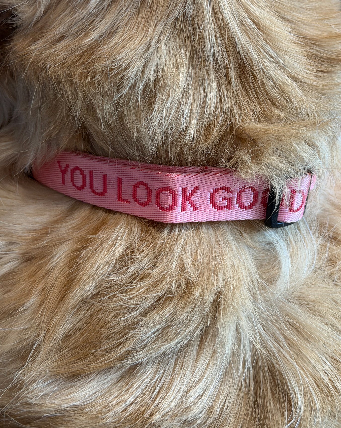 SRC_5F36EA63BB418419 You Look Good Collar