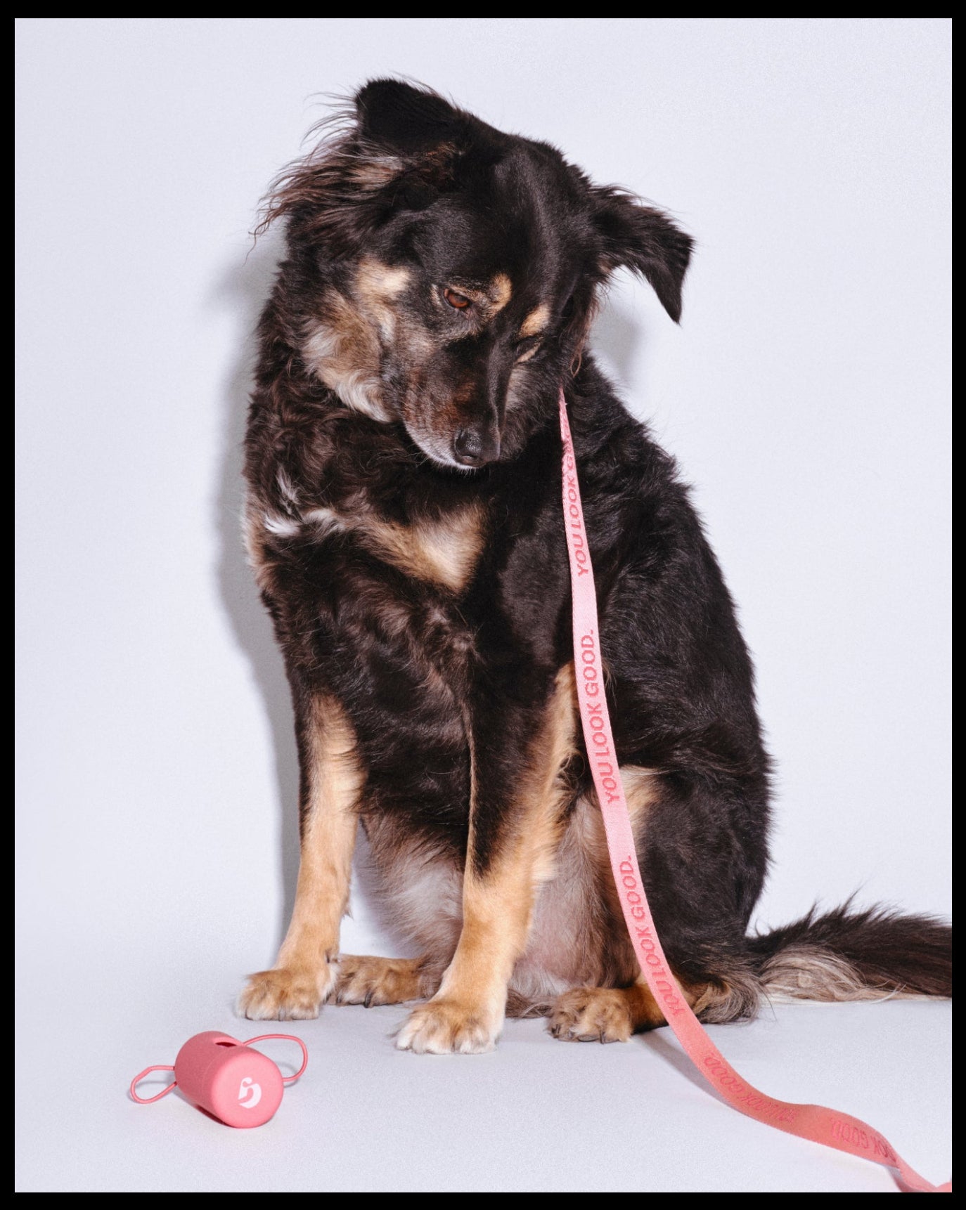 SRC_2F772E11C0B7848C Pet Waste Bag Dispenser