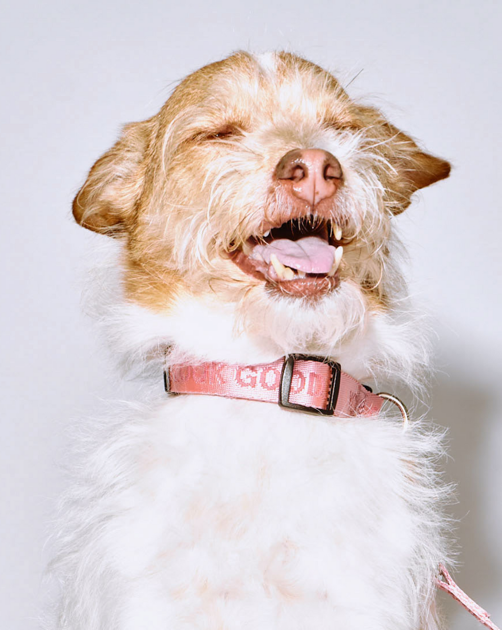 SRC_5EF7B20EB3938776 You Look Good Pet Set