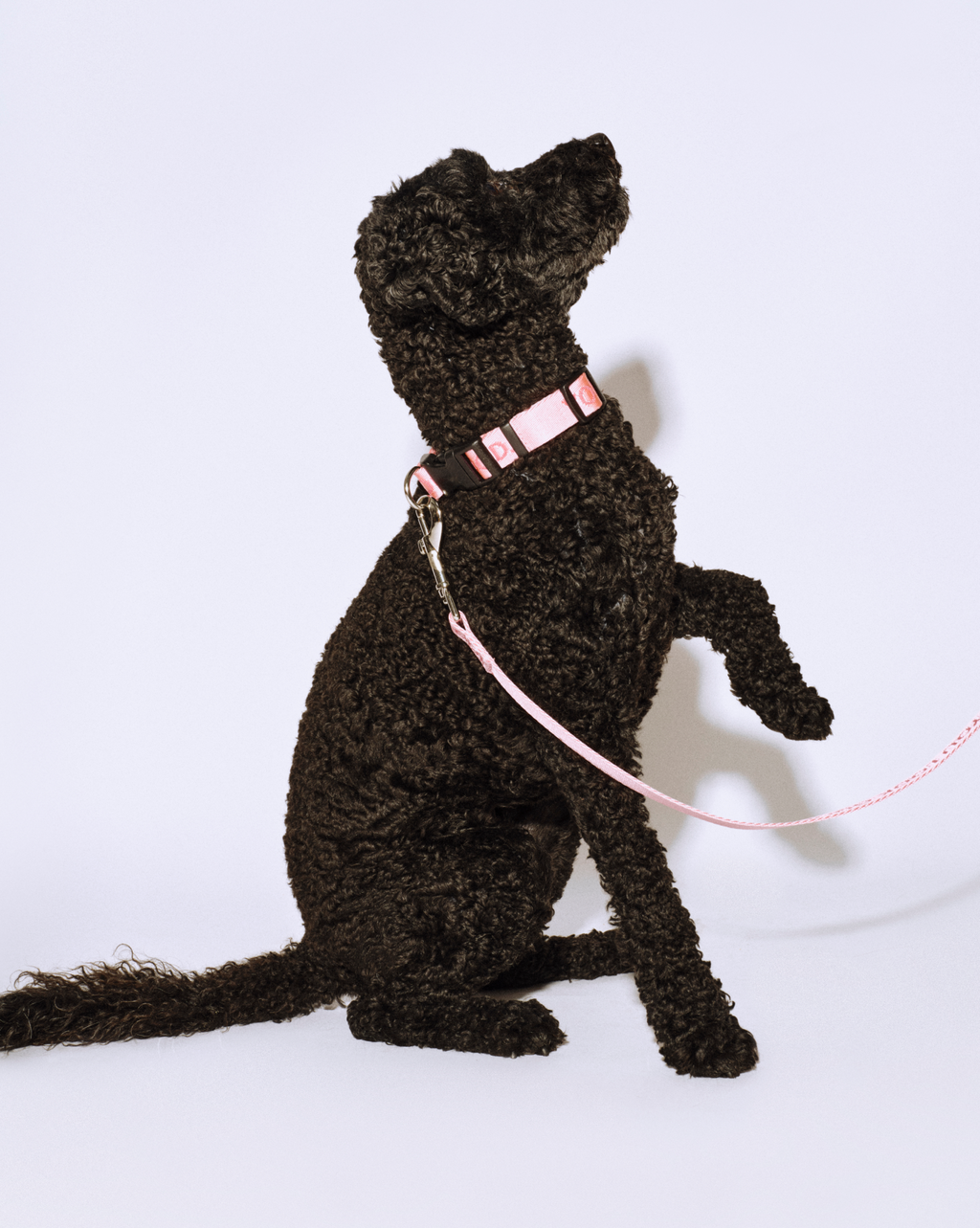 SRC_34FD0511C82E237B You Look Good Pet Set