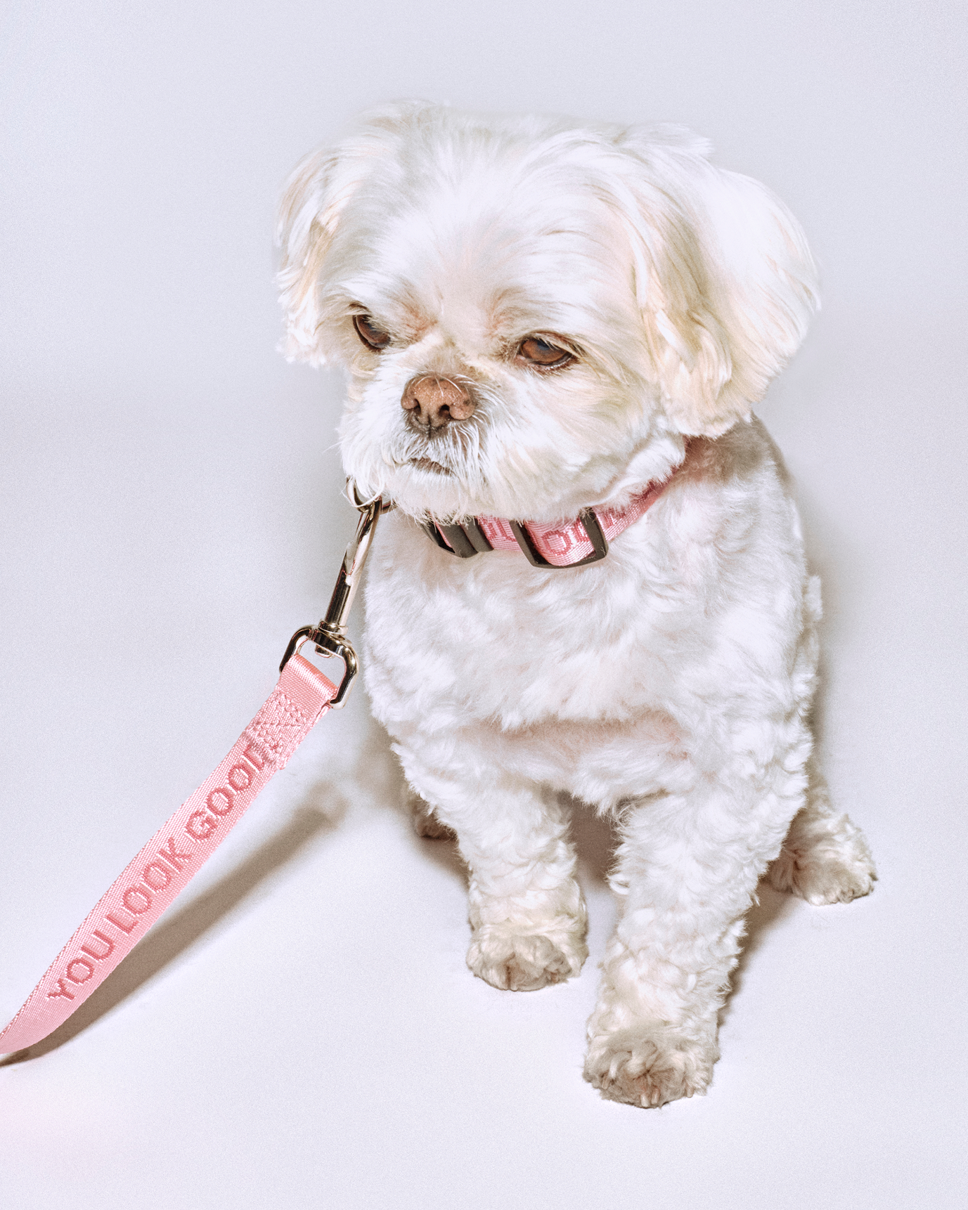 SRC_7B7826D128BDCB61 You Look Good Pet Set